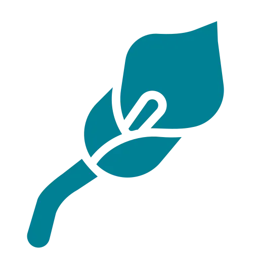 lys-calla